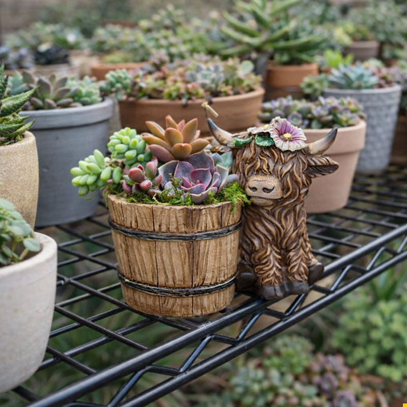 🐮🌿 BloomBuddy Hochlandrind-Sukkulenten-Pflanztopf